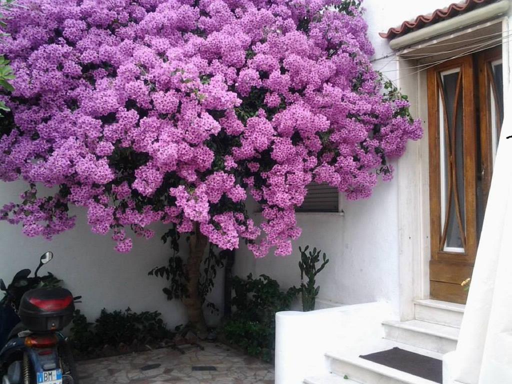 Villa Lea Viareggio Ruang foto